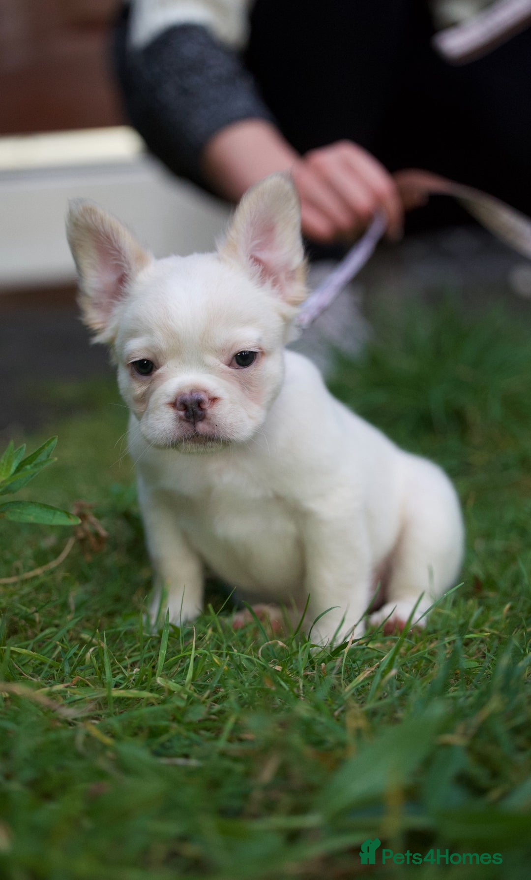 French Bulldog dogs for sale: Fluffy French bulldogs pending pink & testable  - Image 7