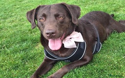 Labrador Retriever dogs for sale: Gorgeous chocolate female lab - Image 3