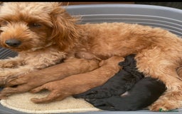 Cavapoo dogs for sale: Beautiful F1bb cavapoo puppies - Image 6