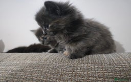 Nebelung cats for sale: Kittens  - Image 6