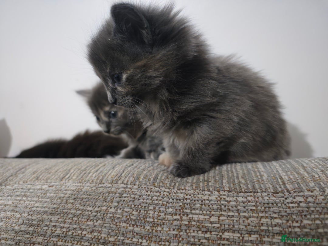 Nebelung cats for sale: Kittens  - Image 6