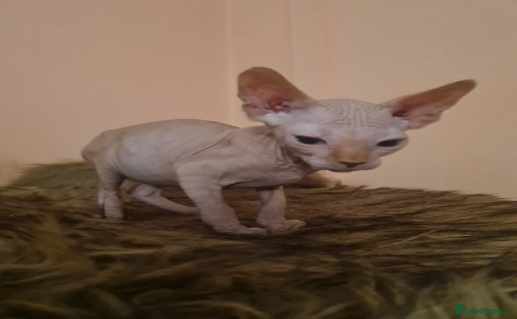 Sphynx cats Sphynx boy kitten for sale - Advert 11