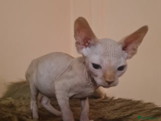 Sphynx cats Sphynx boy kitten for sale - Advert 14