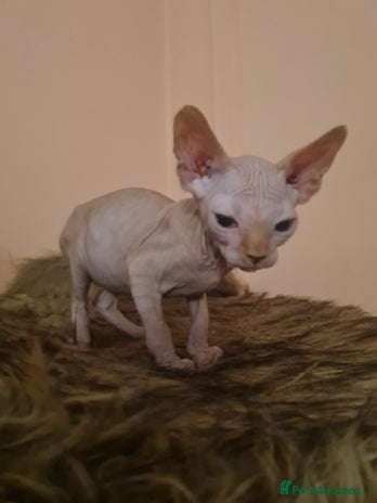 Sphynx cats Sphynx boy kitten for sale - Advert 11