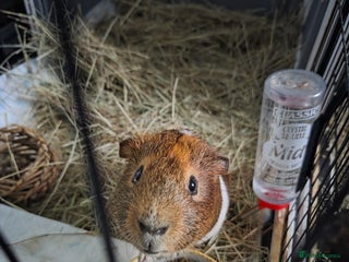 Guinea Pig rodents for sale: male guinea pig - Advert 2