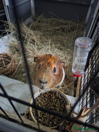Guinea Pig rodents male guinea pig - Advert 2