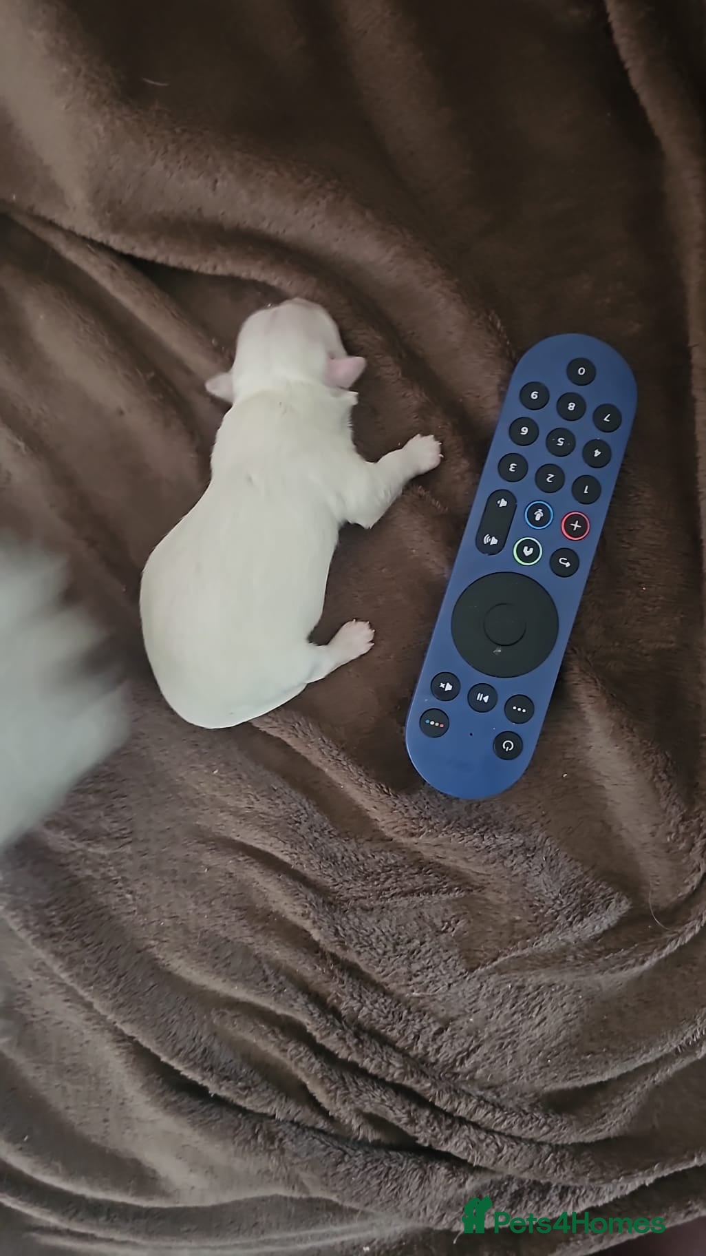 Maltese dogs 2 gorgeous Maltese boys - Advert 6