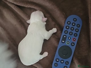 Maltese dogs 2 gorgeous Maltese boys - Advert 14