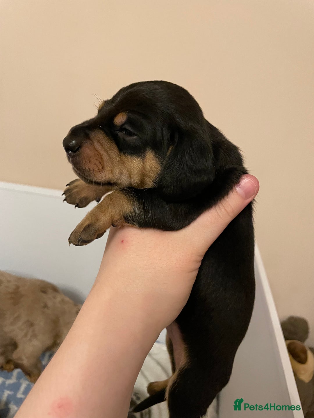 Miniature Dachshund dogs for sale: Miniature dachshund pups  - Image 12