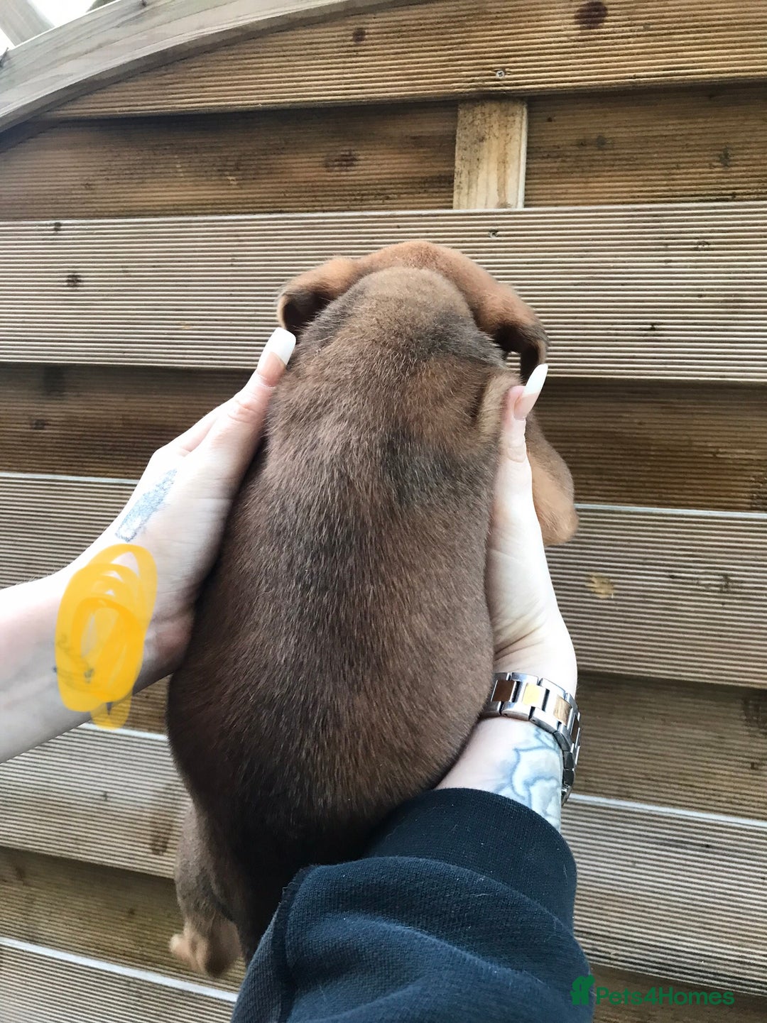 Mixed Breed dogs for sale: Bullweiller pups Merle  - Advert 13