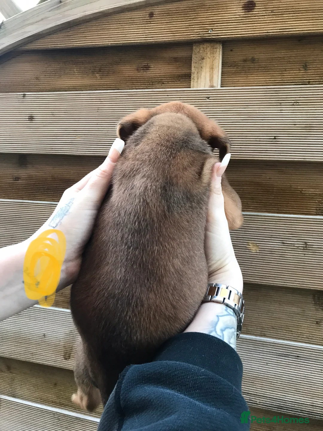 Mixed Breed dogs for sale: Bullweiller pups Merle  - Advert 13