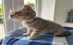 British Shorthair cats for sale: Purebred British Shorthair Grey Stripe Kittens - Image 15