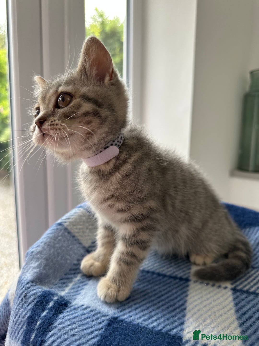 British Shorthair cats for sale: Purebred British Shorthair Grey Stripe Kittens - Image 15