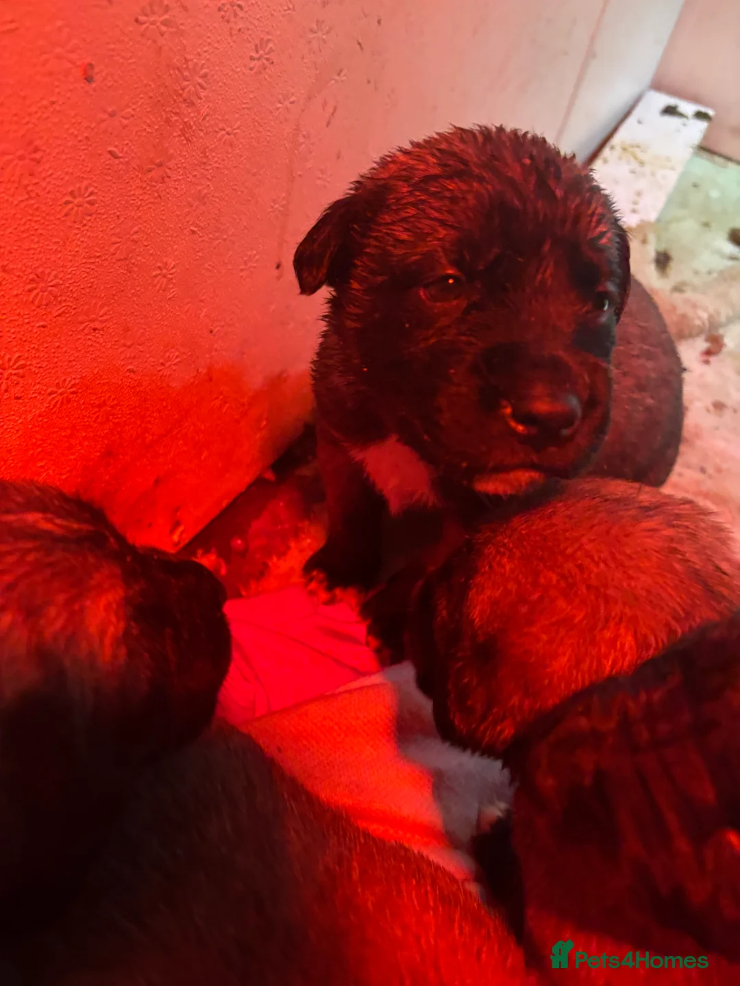 Anatolian Shepherd dogs for sale: Beautiful litter 5 girls left  - Advert 12