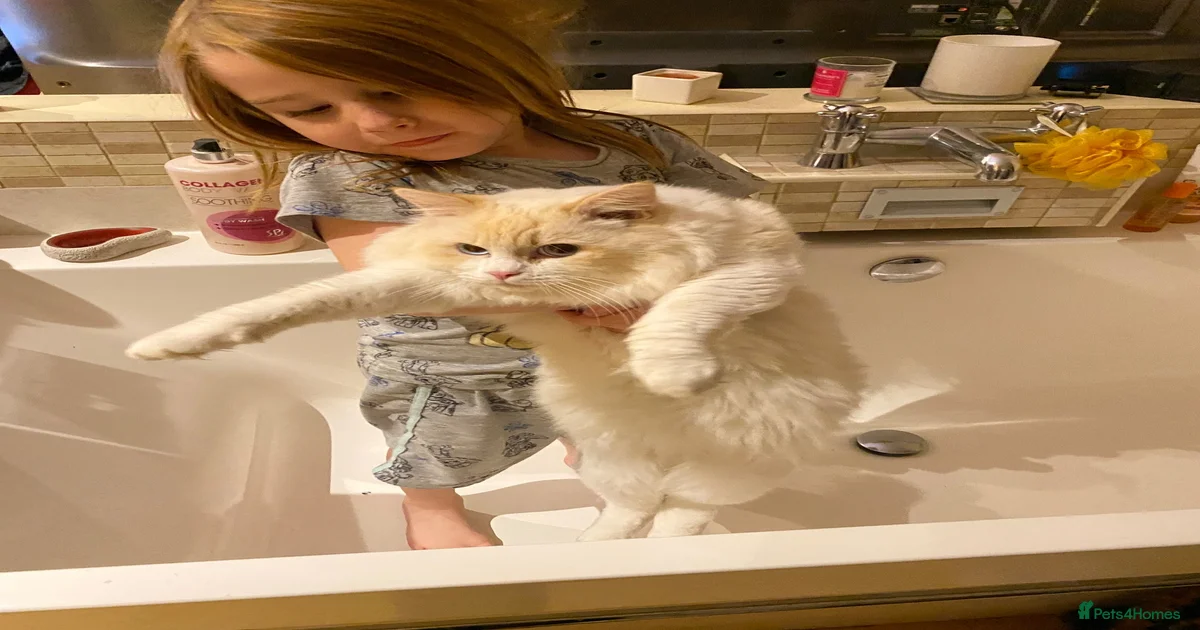 Super rare cute cuddly confident ragdoll kittens for sale in Bexhill-on ...