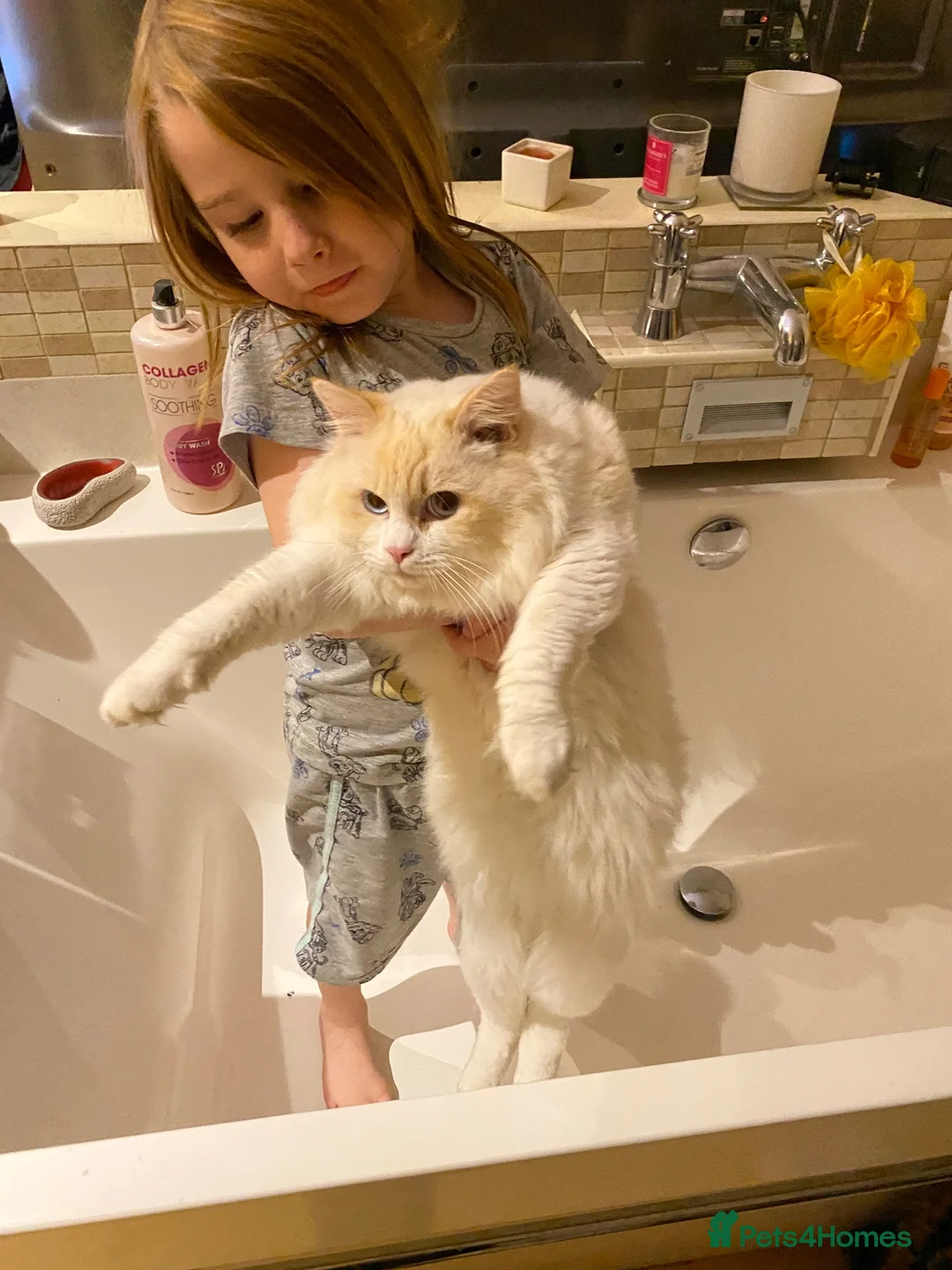 Ragdoll cats for sale: Super rare cute cuddly confident ragdoll kittens in Bexhill-on-Sea - Advert 2