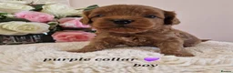 Cavapoochon dogs for sale: Beautiful cavapoochon puppies  - Advert 23