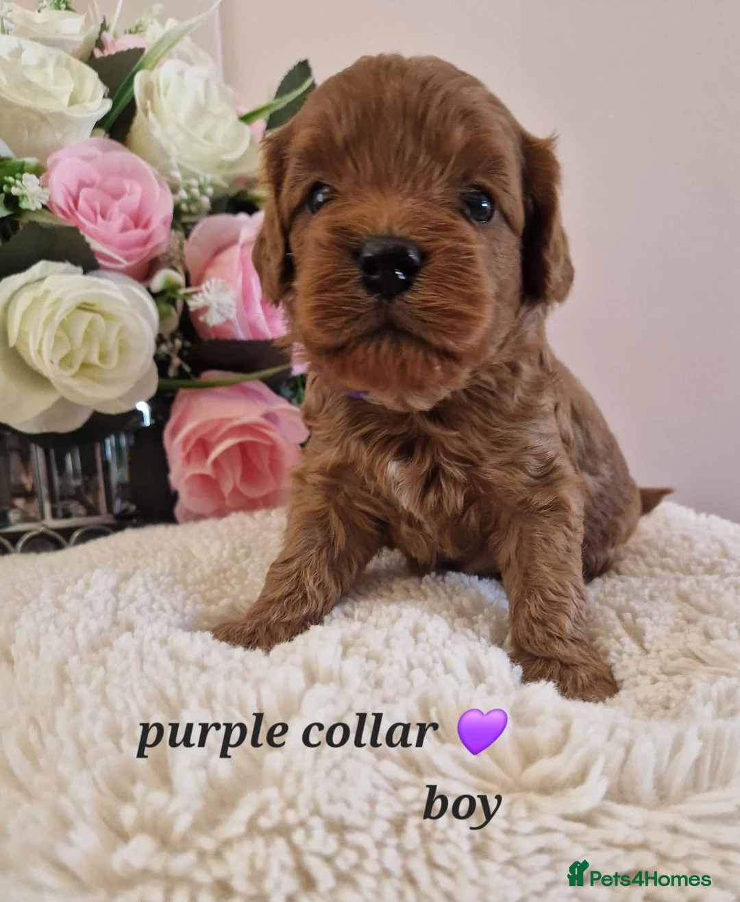 Cavapoochon dogs for sale: Beautiful cavapoochon puppies  - Advert 23