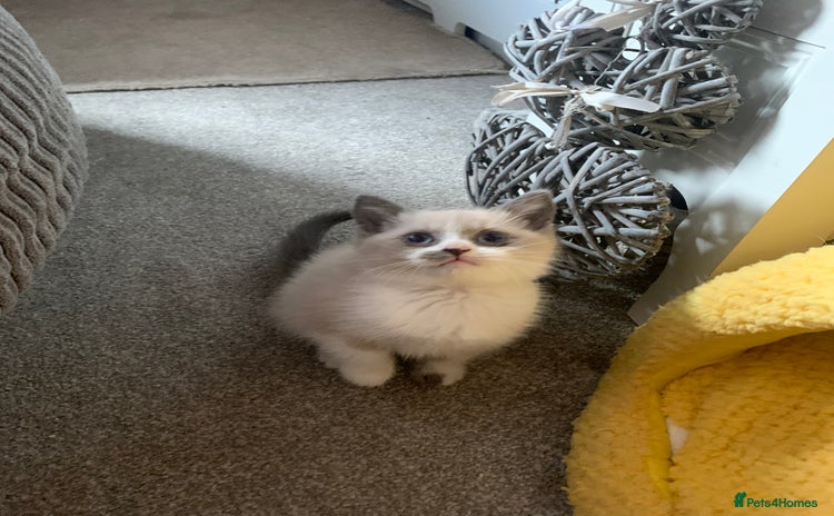 Persian cats - Advert 1