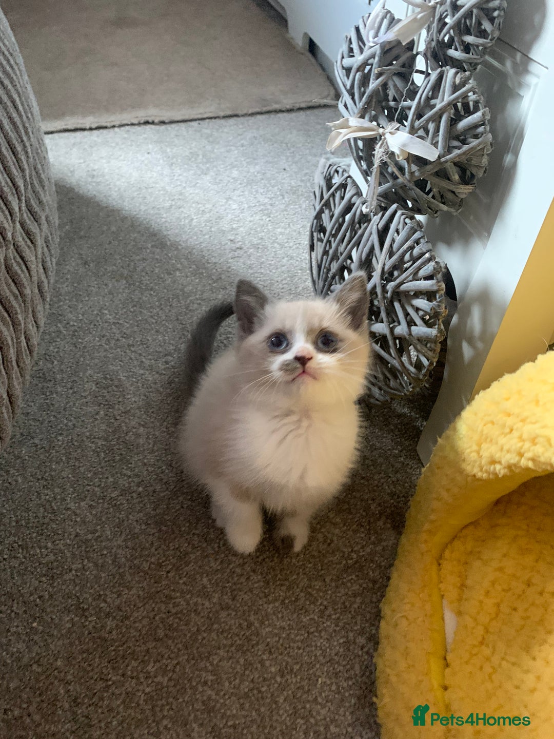 Persian cats for sale: Our cute adorable little female seal point  - Image 1