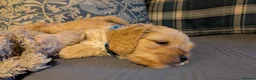 Cavapoo dogs for sale: Cavapoo puppies for sale - Advert 4