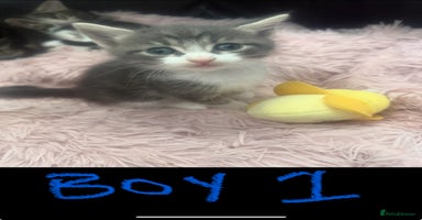 Mixed Breed cats - Advert 9