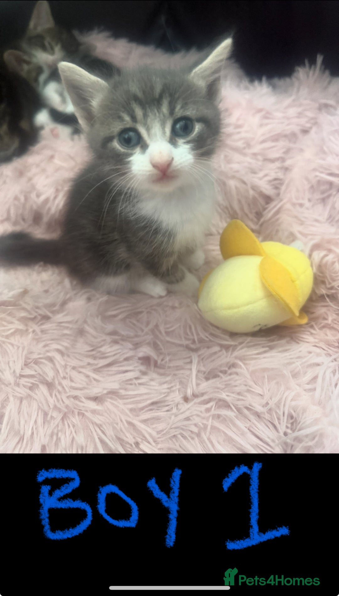 Mixed Breed cats for sale: Tabby and grey kittens  - Image 1