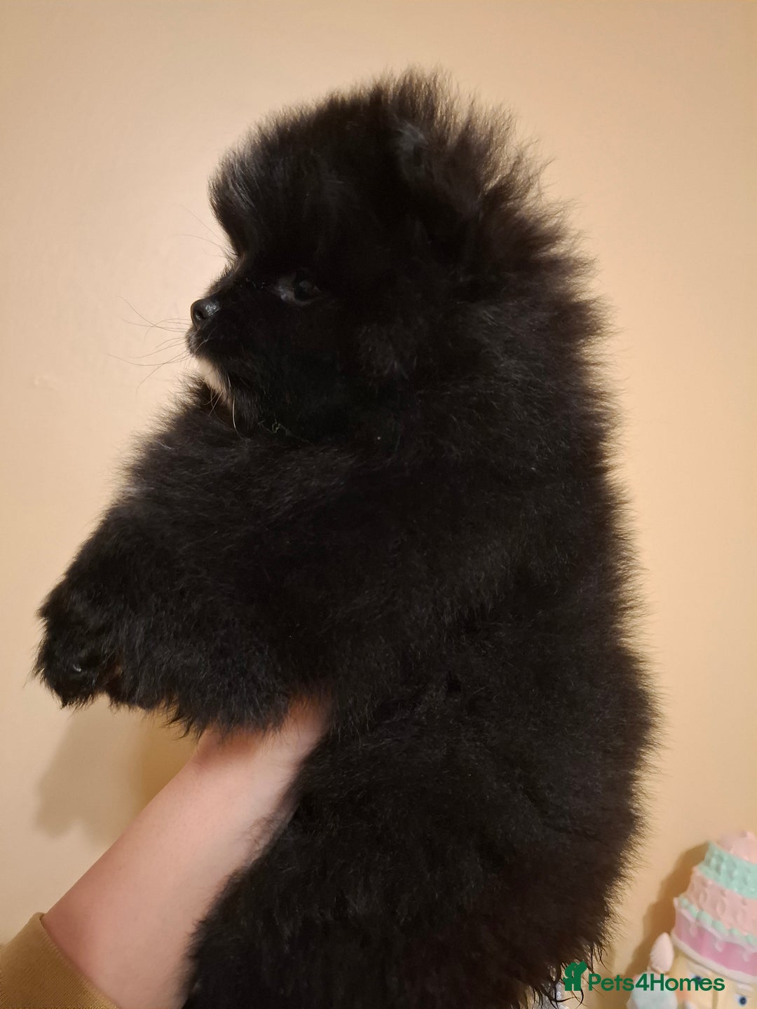 Pomeranian dogs for sale: Pomeranian puppies  - Advert 6