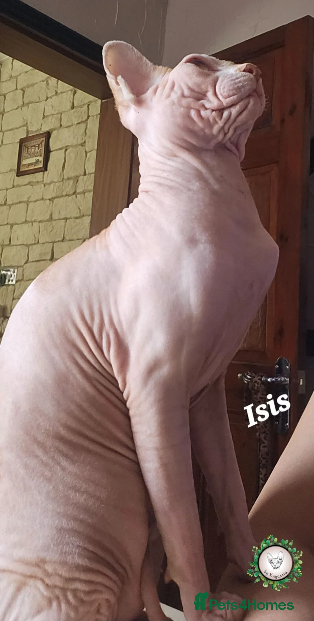 Sphynx cats for sale: Ready to go Canadian Sphynx Champion father line.  - Advert 2