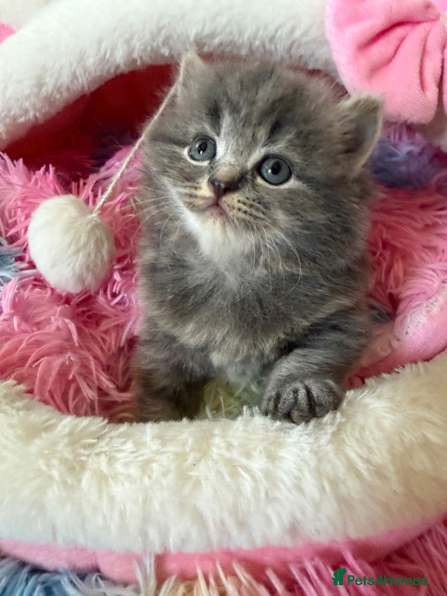 Scottish Fold cats Female Scottish Fold Kitten for Sale 🐱 - Advert 13
