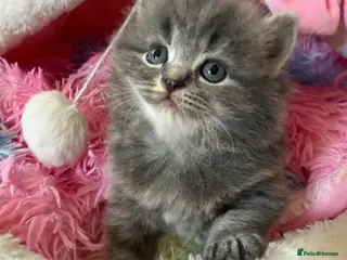 Scottish Fold cats Female Scottish Fold Kitten for Sale 🐱 - Advert 5