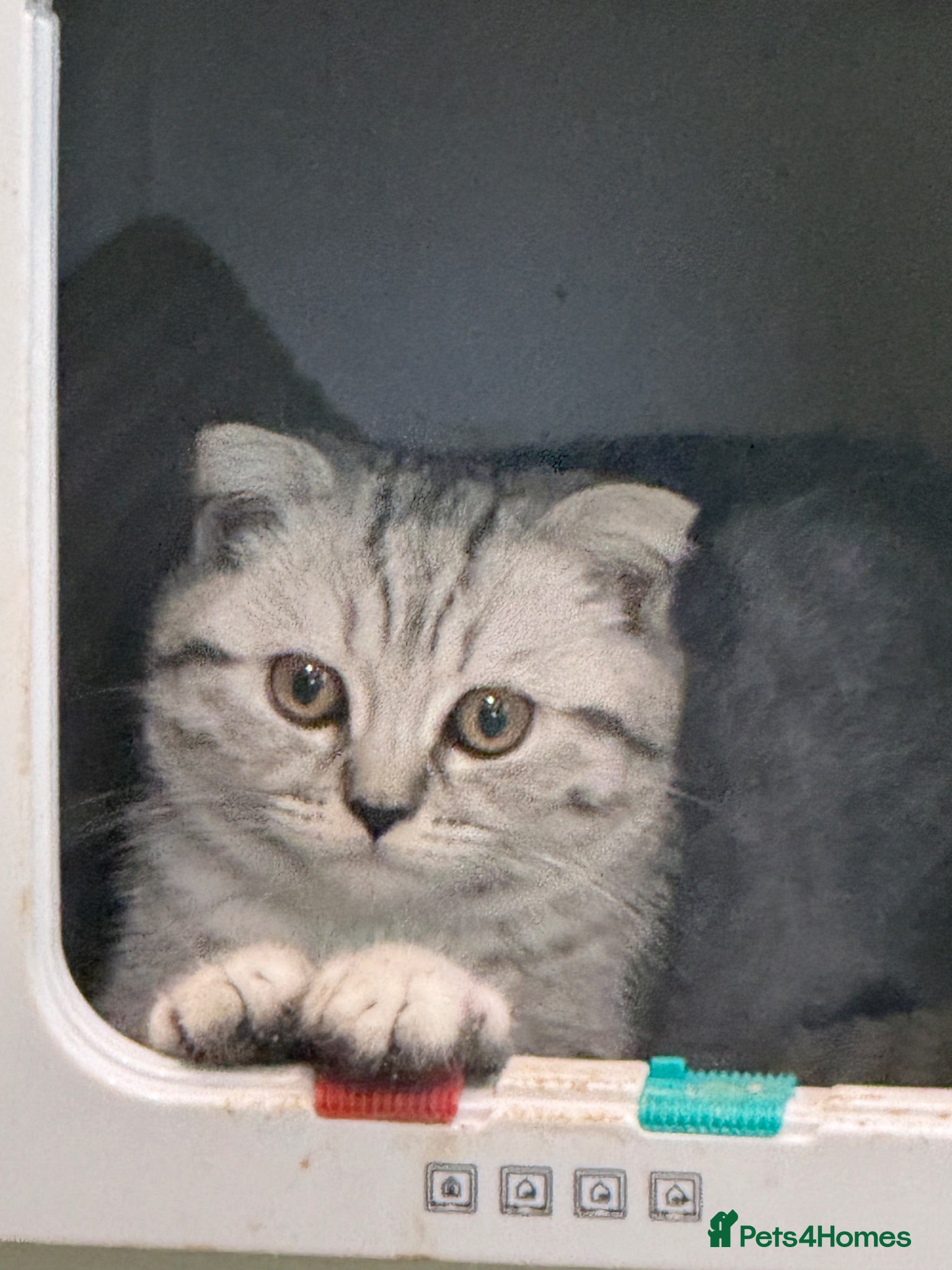 Scottish Fold cats Scottish fold READY for new loving home   - Advert 1