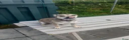 Mixed Breed dogs for sale: Gorgeous French Bullhuahua dog for sale - Advert 3