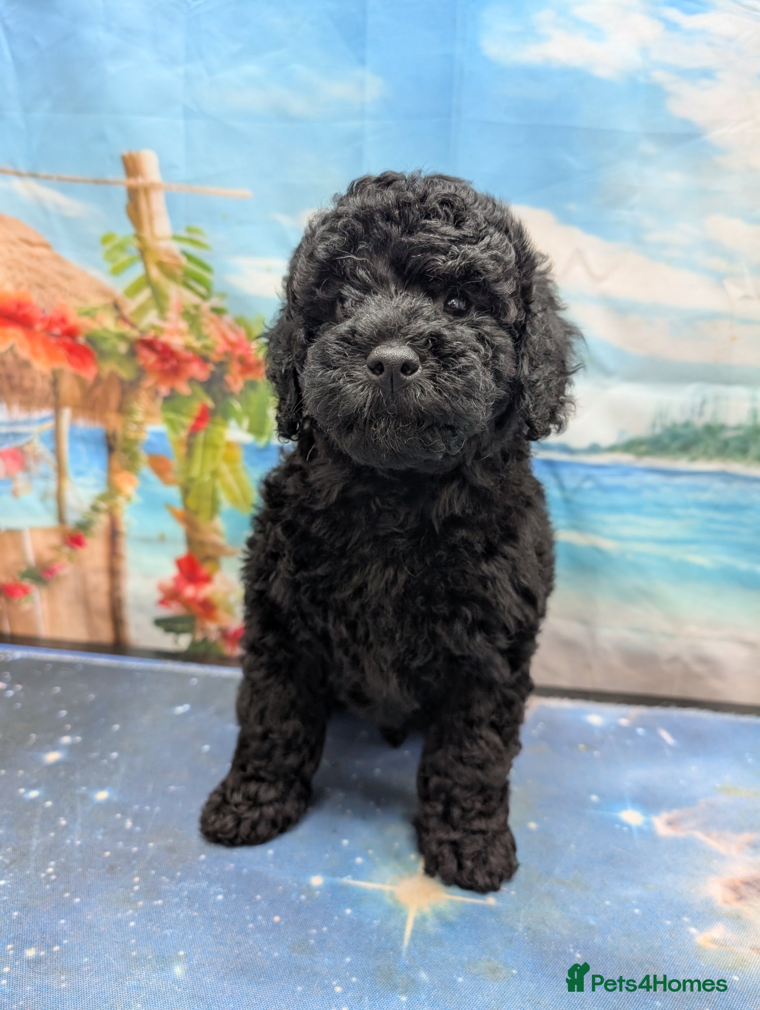 Cockapoo dogs REDUCED. beautiful girls READY TO GO - Advert 3