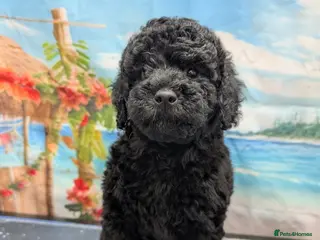 Cockapoo dogs REDUCED. beautiful girls READY TO GO - Advert 2