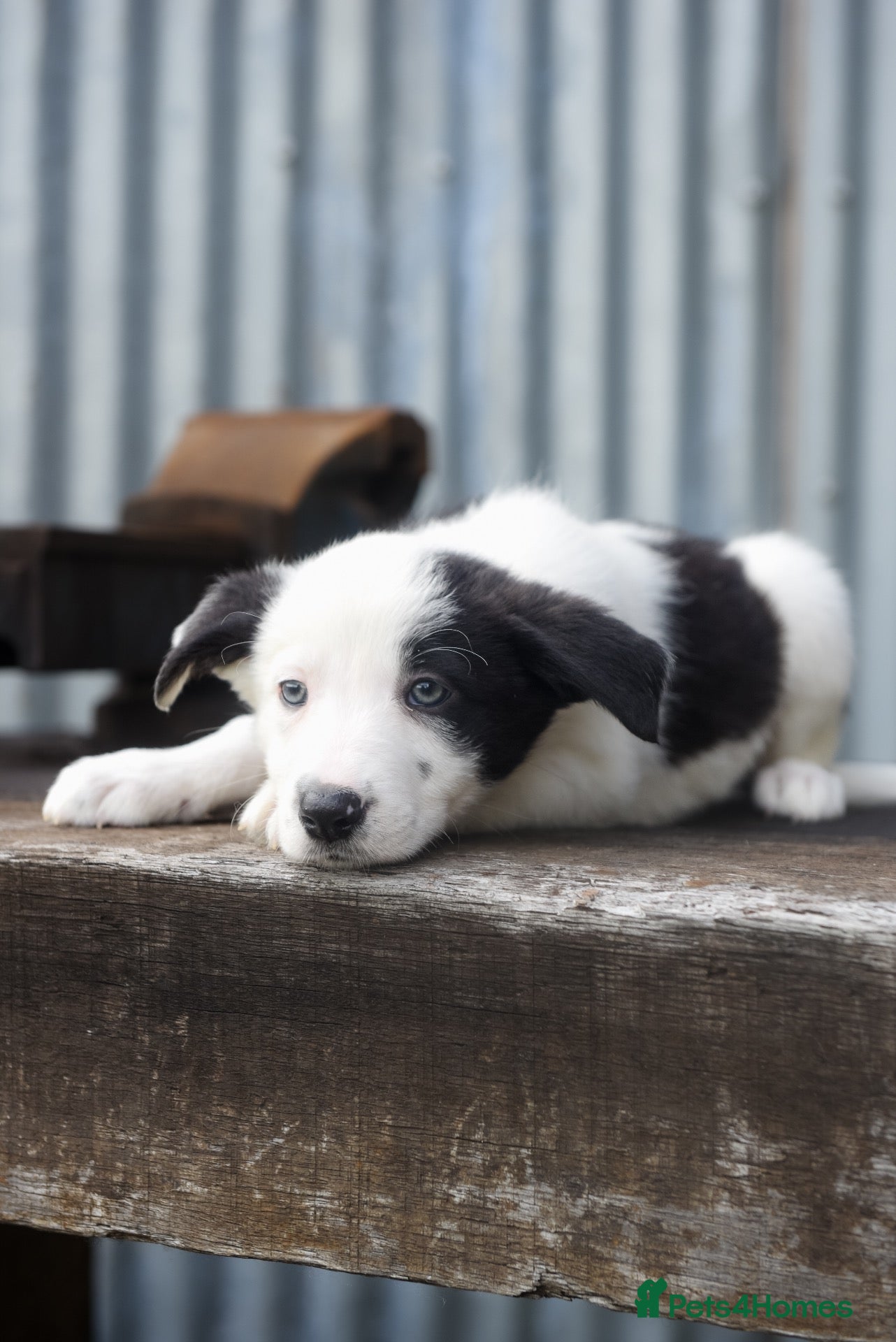 Border Collie dogs Stunning Blue & white / black & white pups - Advert 2