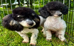 Poodle dogs for adoption: Zorro and Oreo: Two Little Souls Abandoned to Die - Image 3