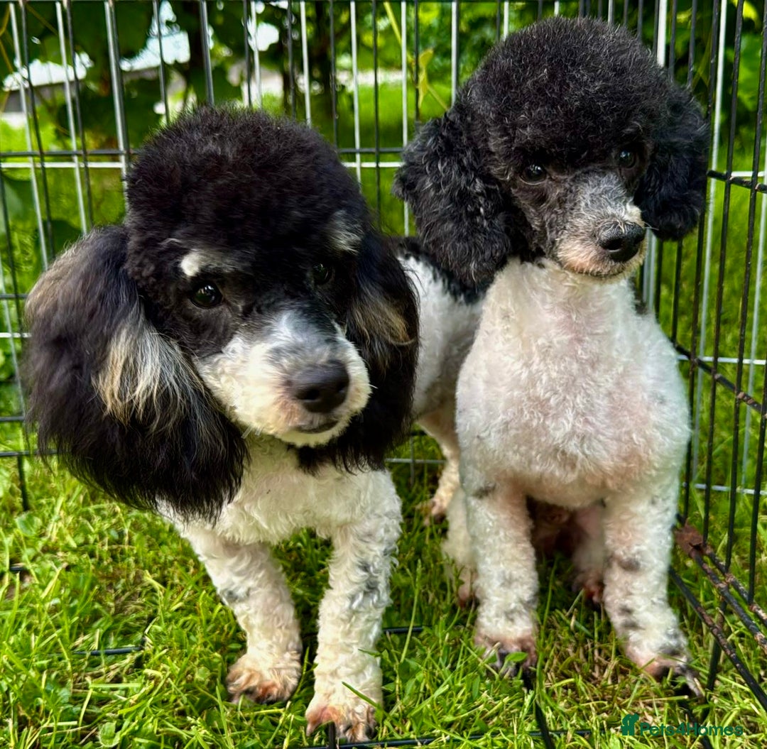 Poodle dogs for adoption: Zorro and Oreo: Two Little Souls Abandoned to Die - Image 3