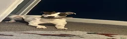 Mixed Breed dogs for sale: Lurcher cross  - Advert 4