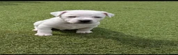 Jack Russell dogs for sale: Jack russell puppy  - Advert 30