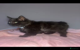British Longhair cats for sale: British long hair kittens  - Image 8