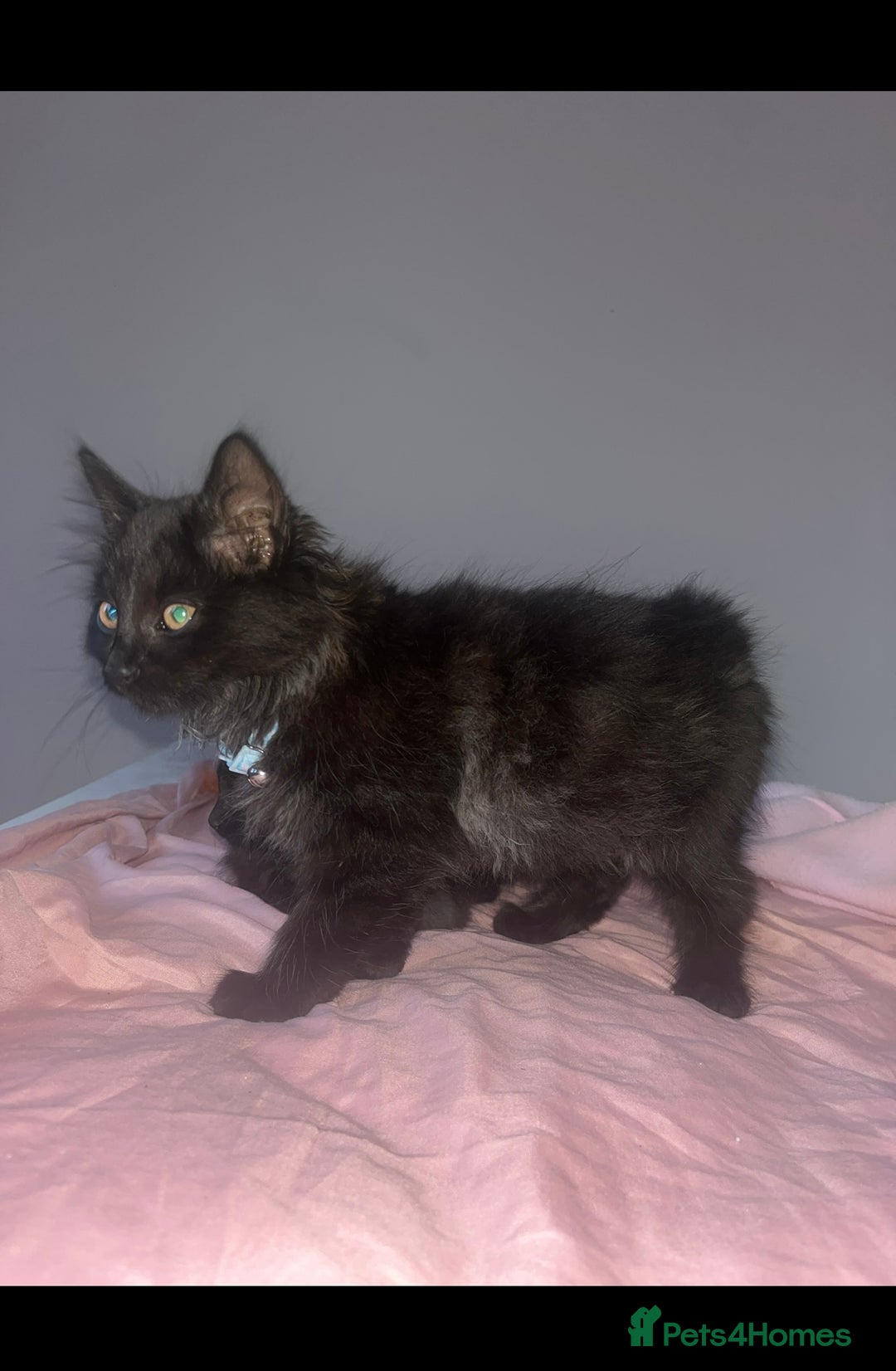 British Longhair cats for sale: British long hair kittens  - Image 8