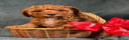 Cavapoo dogs for sale: F1B Cavapoo exquisite heath test boutique breeder  - Advert 2