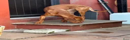 Hungarian Vizsla dogs for sale: Returned to breeder stunning vizsla boy  - Advert 2