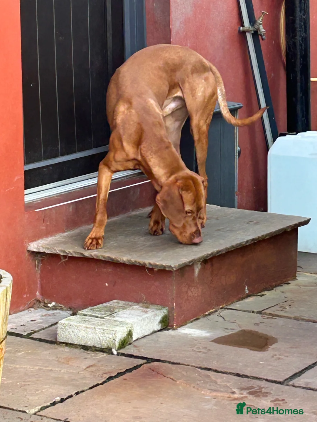 Hungarian Vizsla dogs for sale: Returned to breeder stunning vizsla boy  - Advert 2
