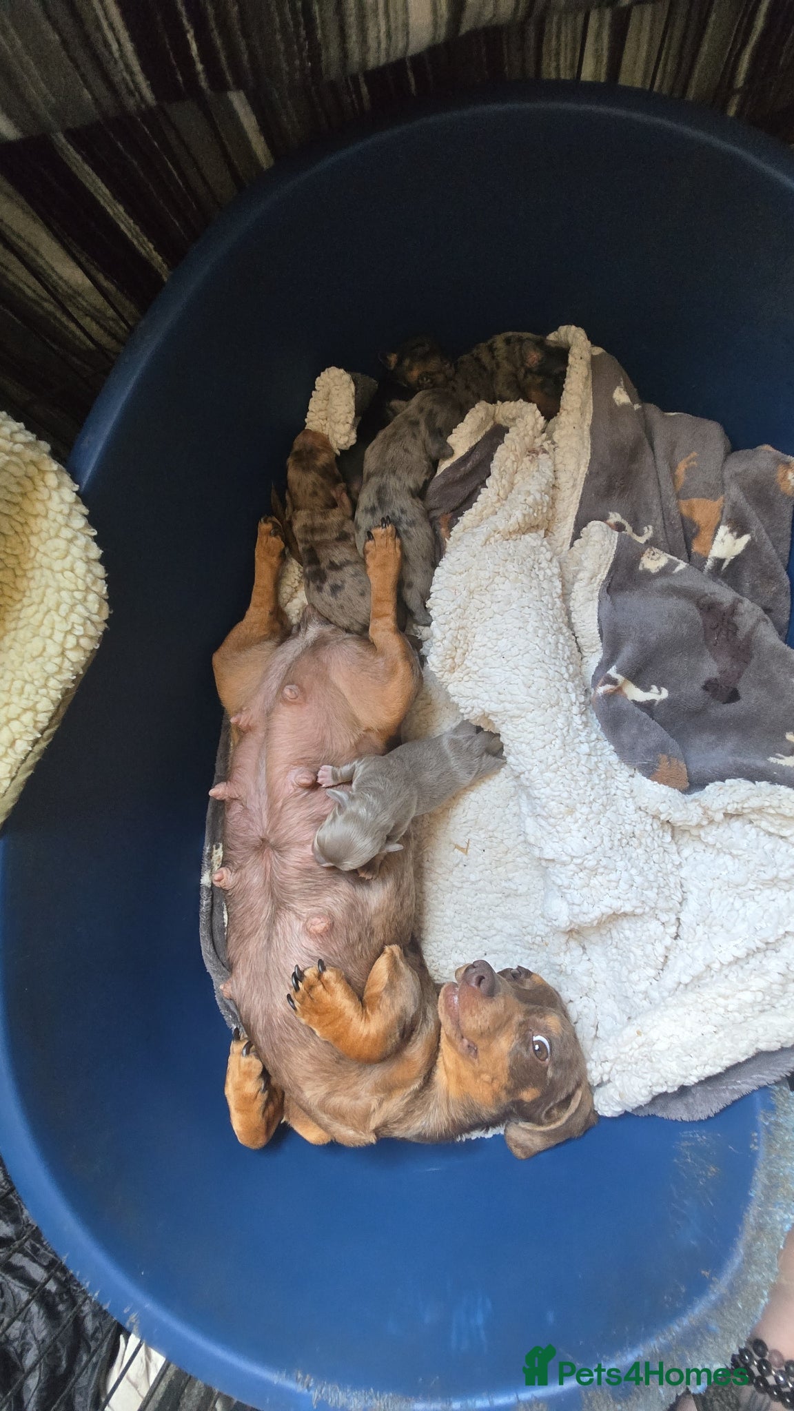Dachshund dogs for sale: 5 gorgeous dachshund puppies for loving homes in Ludlow - Advert 1