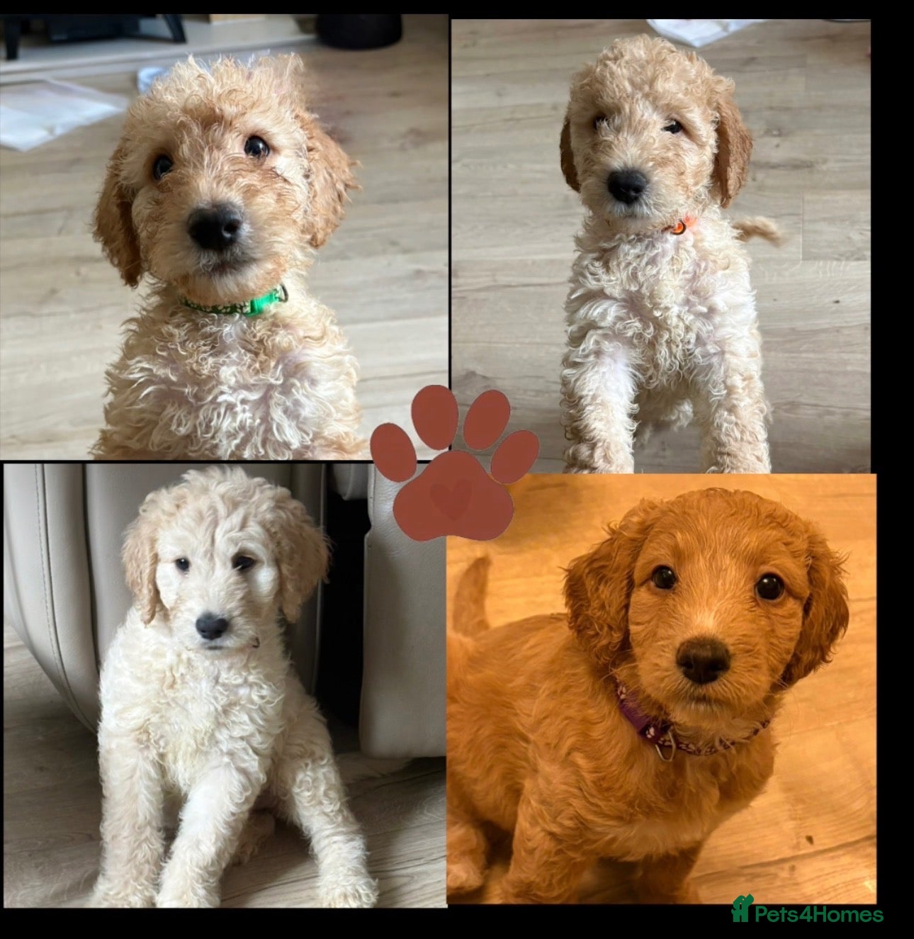 Labradoodle dogs READY TO LEAVE ON SATURDAY F1B Labradoodles - Advert 6