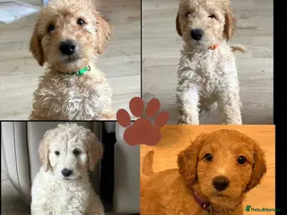Labradoodle dogs READY TO LEAVE TOMORROW F1B Labradoodles - Advert 10