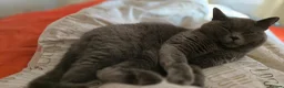 British Shorthair cats for stud: Aris – Handsome Blue Male Available for Stud - Advert 4