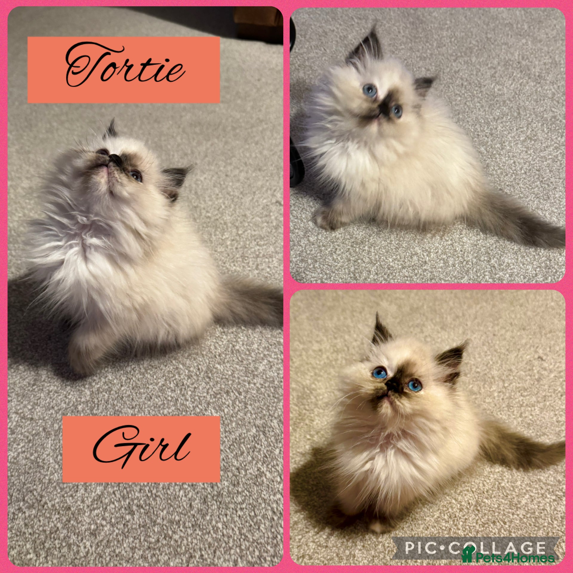 Birman cats Beautiful  Tortie  girl avaible - Advert 4